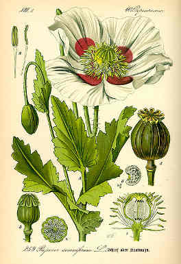 poppy